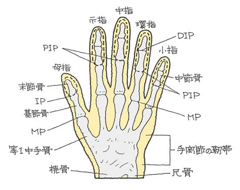 手指第一節